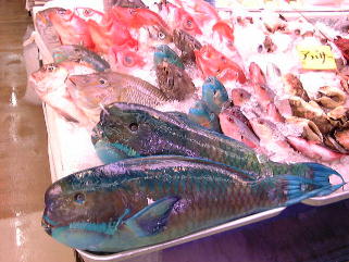 Mы̂悤ȃCu`[