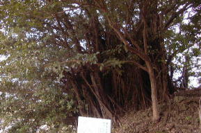 世名城のがじゅまる